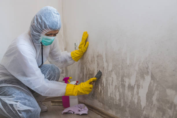 Reliable Michigan City, IN Mold Remediation Solutions